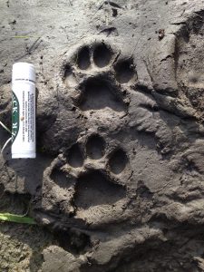 Bobcat Track at Valley Ridge